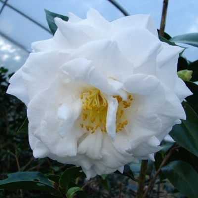 Emma J. Mitchell